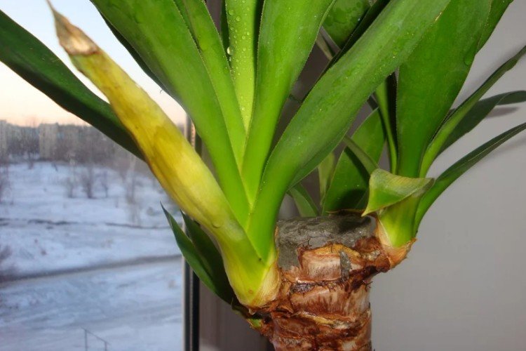 Борьба с вредителями и болезнями