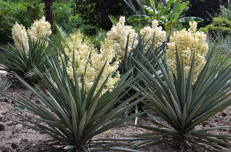 Юкка – фото