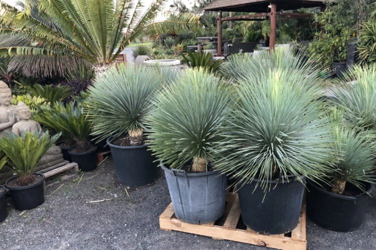 Юкка – фото