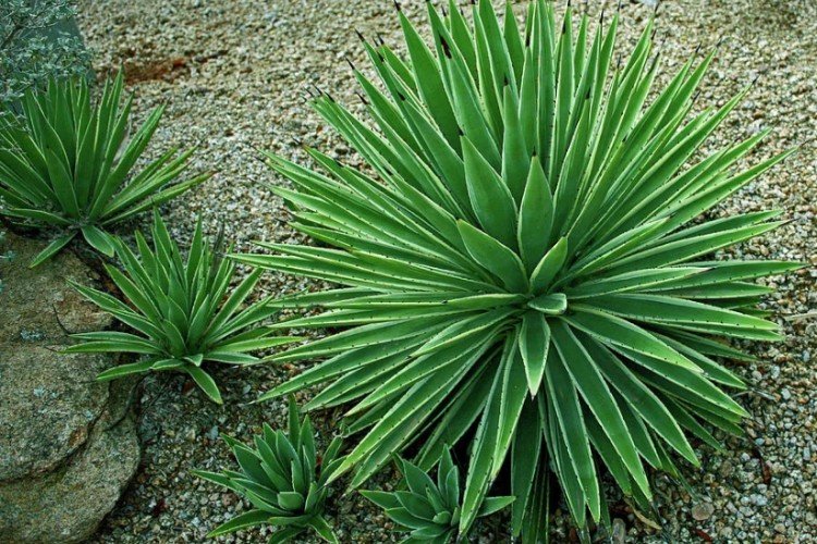 Юкка – фото