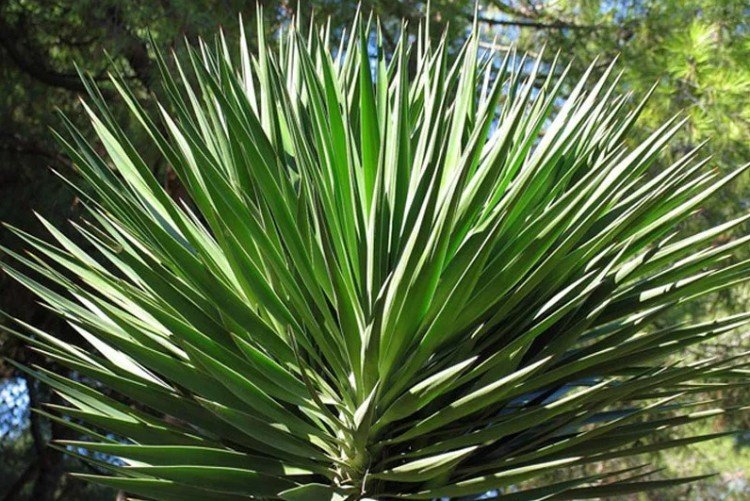 Юкка – фото