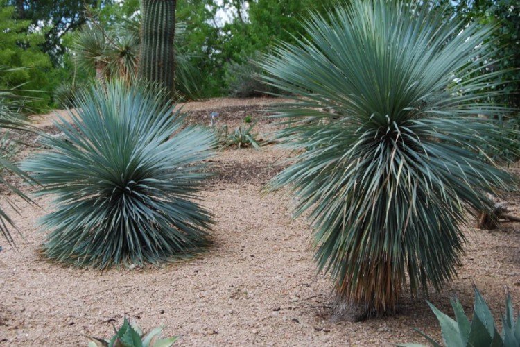 Юкка – фото