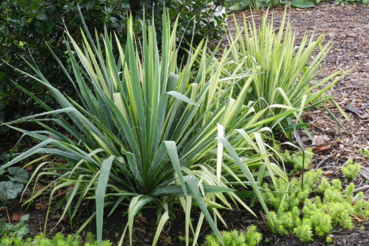 Юкка – фото