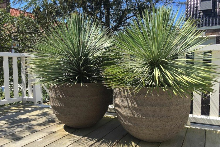 Юкка – фото