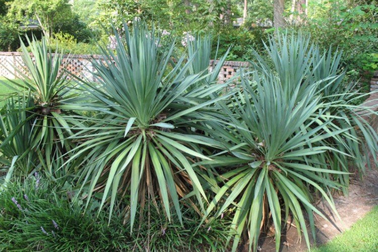 Юкка – фото