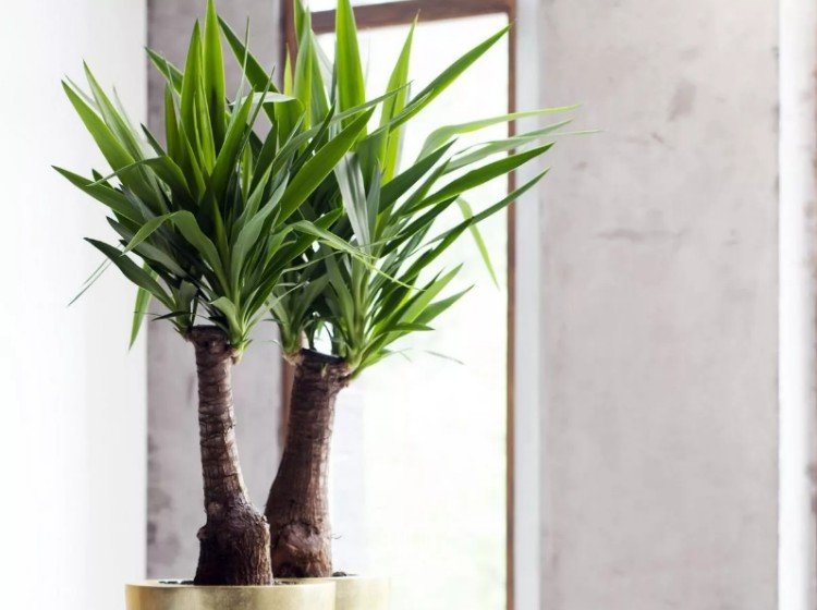 Юкка – фото