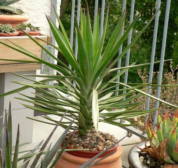 Юкка – фото