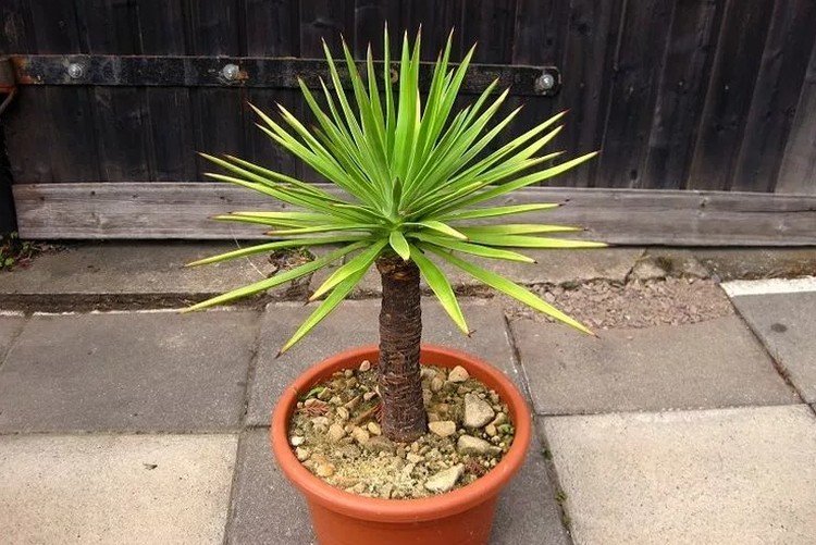 Алоэлистная юкка