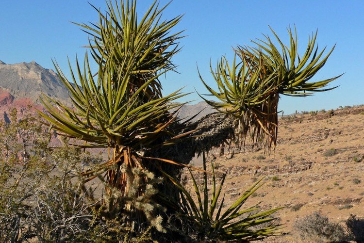 Юкка Шидигера