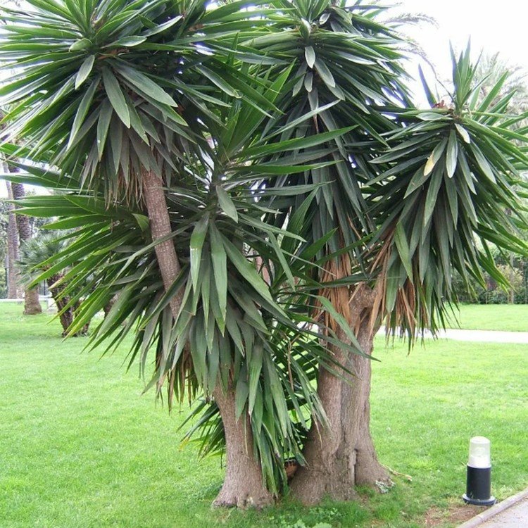 Гигантская юкка