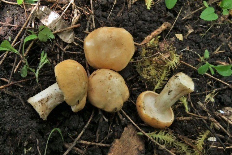 Георгиев гриб