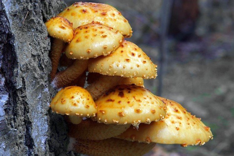 Золотистая чешуйчатка