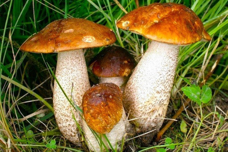 Подберезовик