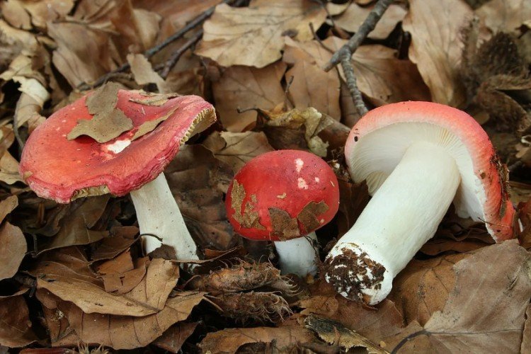 Сыроежка Мэйра