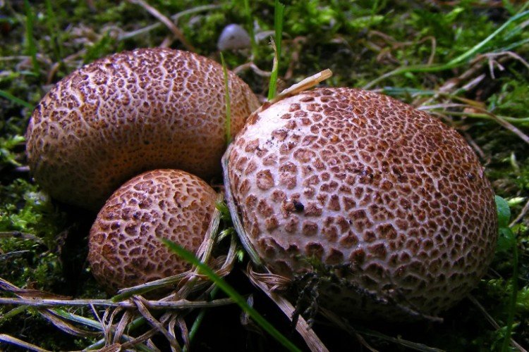 Ложнодождевик