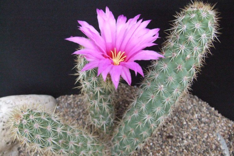 Эхиноцереус