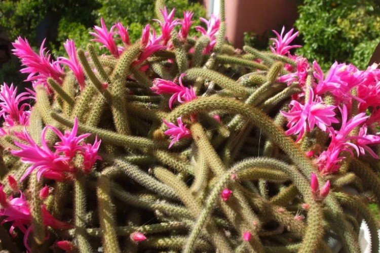 Апорокактус