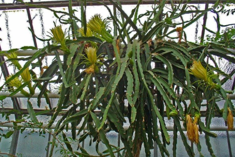 Гилоцереус