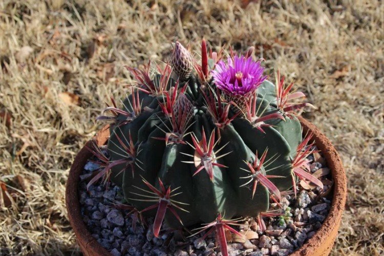 Ферокактус