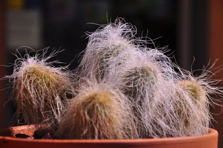 Ореоцереус