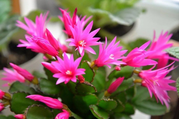 Рипсалидопсис