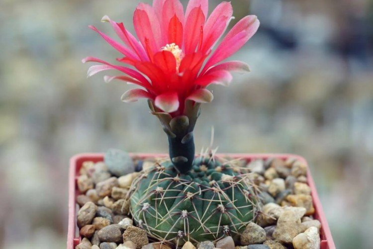 Гимнокалициум