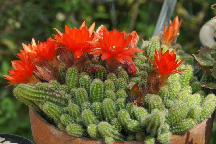 Хамецереус