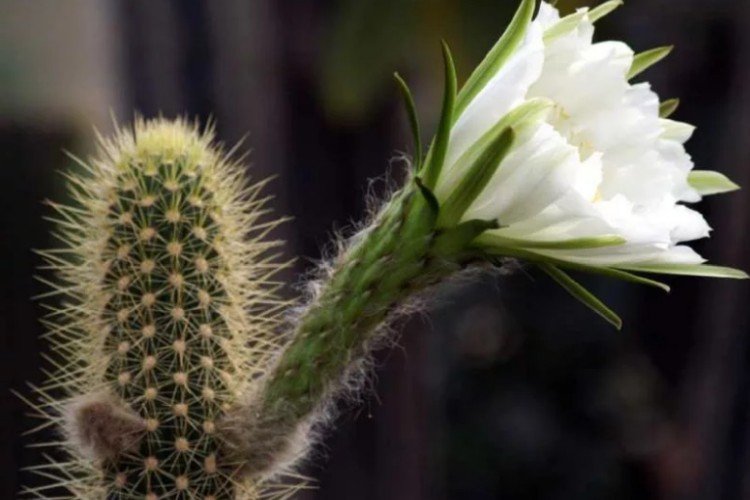 Трихоцереус