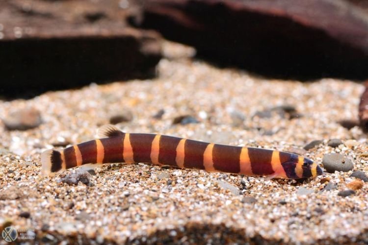 Акантофтальмус