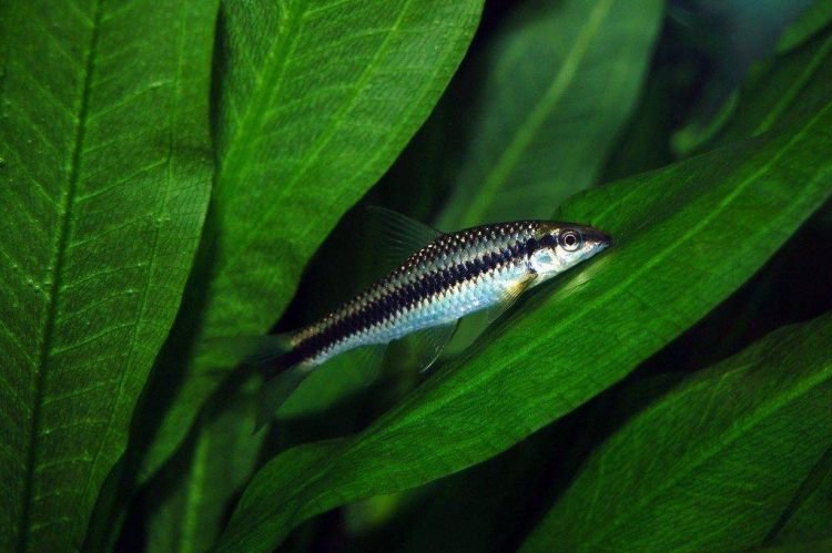 Сиамский водорослеед