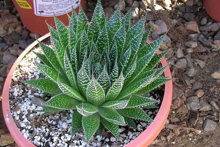 Остистое алоэ