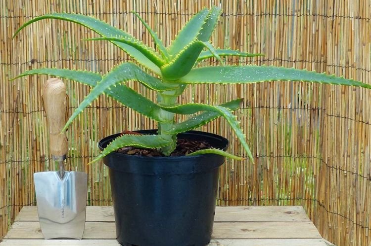 Древовидное алоэ