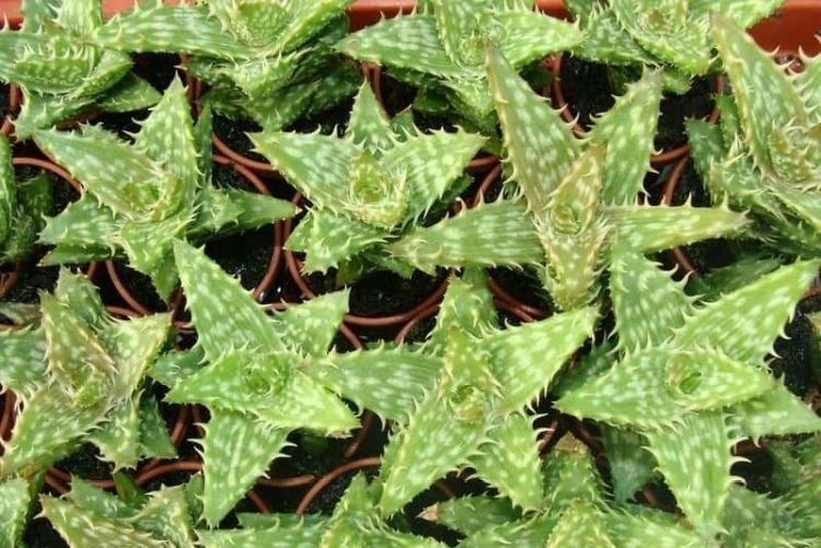 Оттопыренное алоэ