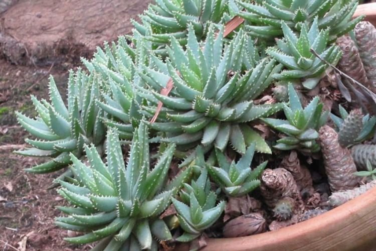 Коротколистное алоэ