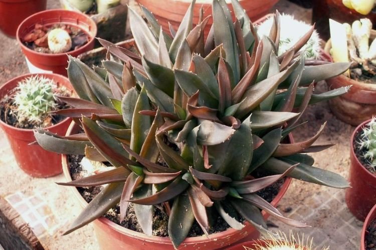 Черная драгоценность