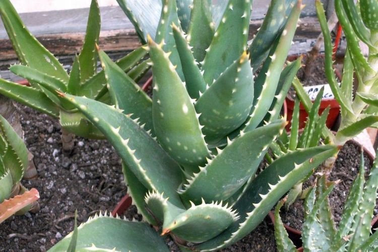 Расставленное алоэ