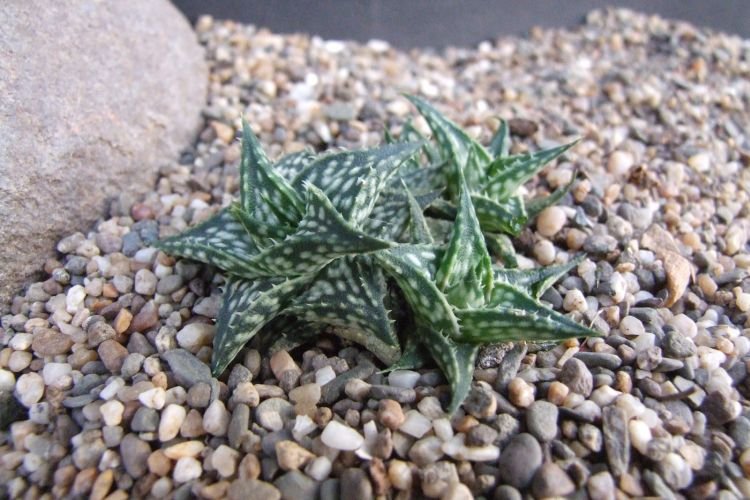 Алоэ Дескоингса