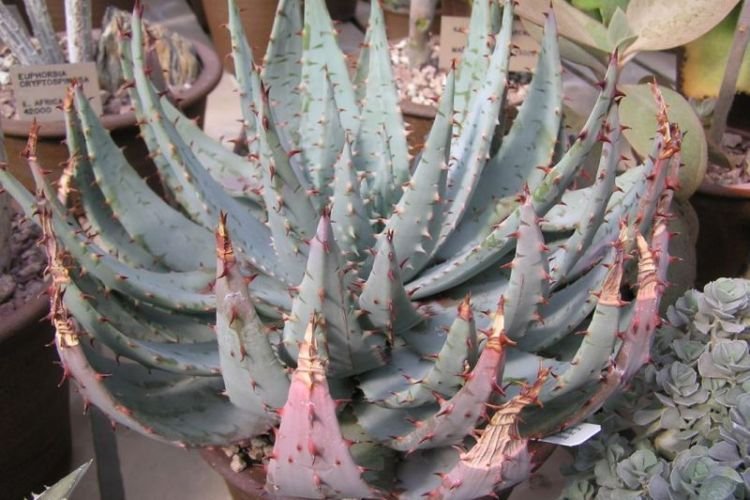 Алоэ Пеглера