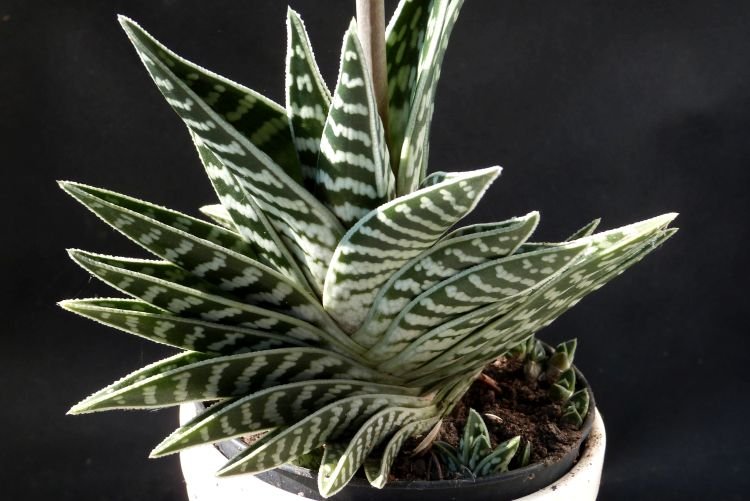 Пятнистое алоэ