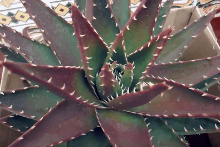 Устрашающее алоэ