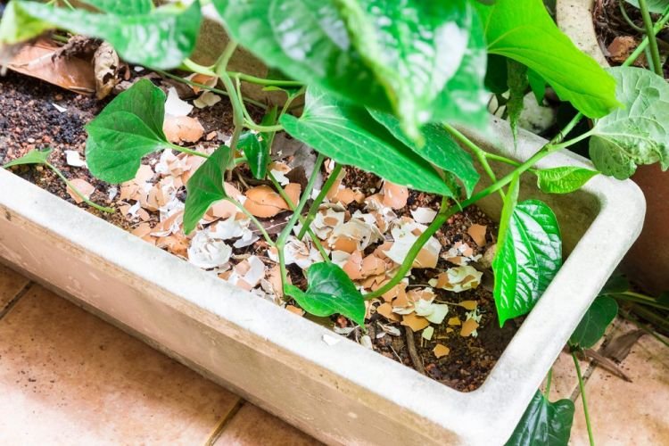 Натуральная подкормка