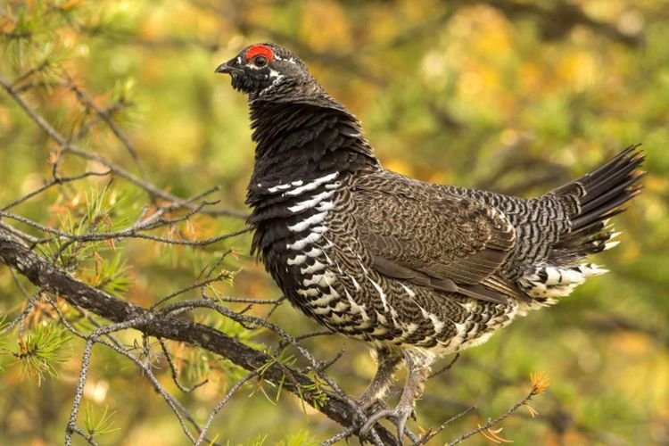Содержание в неволе
