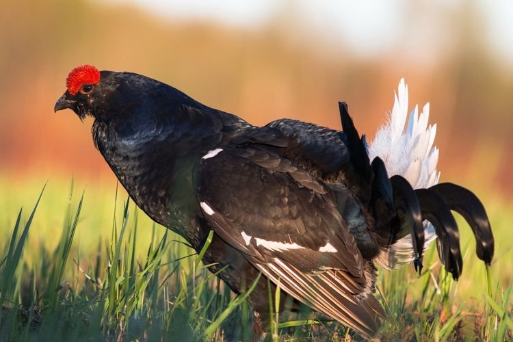 Размножение тетеревов