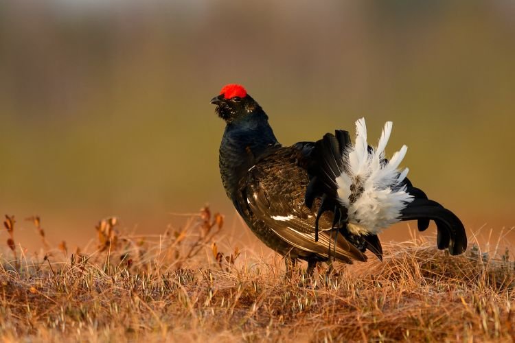Естественные враги