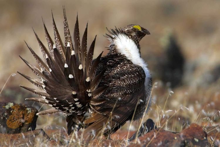 Тетерев – фото птицы