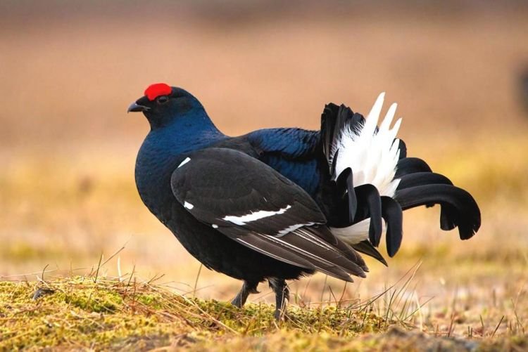 Тетерев – фото птицы