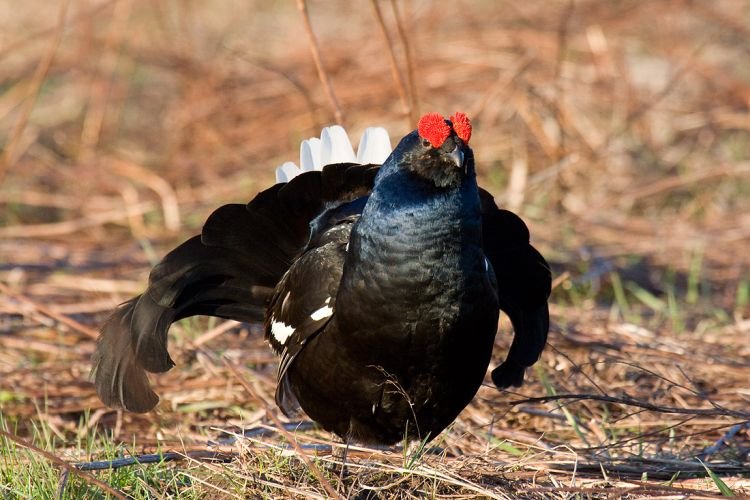 Тетерев – фото птицы