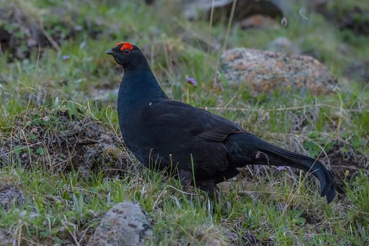 Тетерев – фото птицы