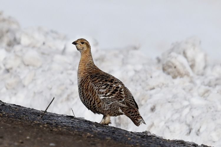 Тетерев – фото птицы