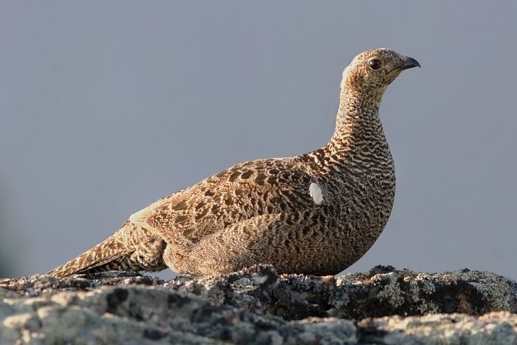 Тетерев – фото птицы